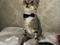 КОТЕНОК, фотография 2