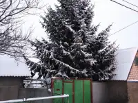 Ель живая