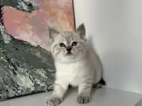 Шотландский котенок, фотография 4