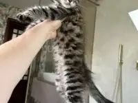 Крупный мальчик мейн-кун, фотография 9