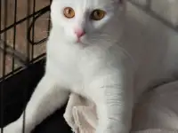 Котик в дар, фотография 7