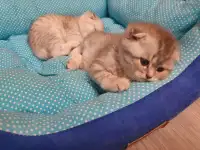 Котята, фотография 2