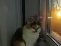 Киса ищет новый дом, фотография 4