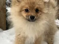 Померанский шпиц