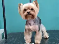 Йоркширский терьер