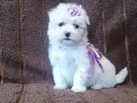 Мальтийской болонки щенки, фотография 10