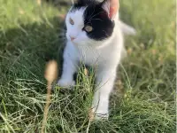 Котёнок ищет дом!