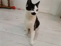 Отдам в добрые руки, фотография 3