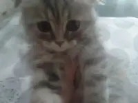 Шотландская кошечка