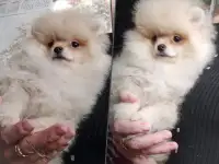 Померанский шпиц, щенки. Мини мишки, фотография 5