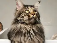Котята Мейн-кун девочки, фотография 11