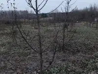 Садовник, фотография 6