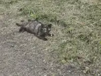 Кошечки ищут любящих хозяев!, фотография 2