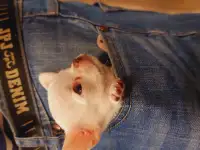 Супер мини чихуахуа