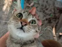 Котенок в дар, фотография 7