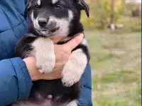 Щенки в дар, фотография 4