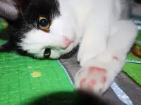 Домашний котенок 4мес. Умный, чуткий, заботливый, веселый, разговаривает, фотография 6