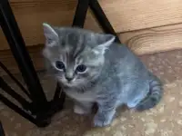 Котята Британской кошки