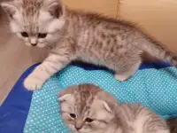 Котята, фотография 8