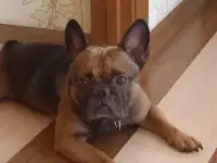 Французский бульдог, фотография 5