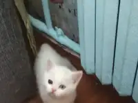 Шотландцы, фотография 4