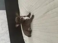 Щенок чихуахуа