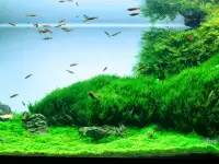Растения для аквариума Мох Флейм Flame moss, фотография 3
