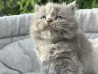 Шотландские котята, фотография 3
