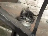 Котята ищут дом, фотография 5