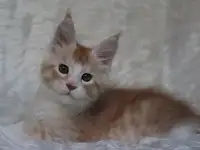 Котенок мейн-кун ищет любящих хозяев., фотография 3