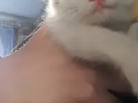 Котята в добрые руки, фотография 5