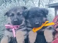Немецкий овчарки щенки, фотография 5