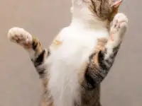 Кошка ОЛСИ ИЩЕТ дом, фотография 9