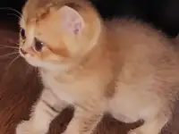 Шотландские котята, фотография 6
