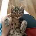 Котенок в дар, фотография 4