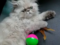Пепсидский мальчик, фотография 3