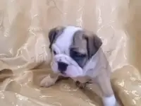 Английский бульдог, фотография 2
