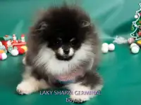 ЛАКИ ШАРМ ЖЕРМИНАЛЬ померанский карликовый шпиц, фотография 6