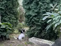 Чихуахуа щенок, фотография 3