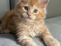 Мальчики Мейн кун, фотография 5