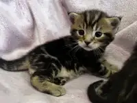 Котята помесь папа Мейн-Кун мама Шотландская скоттиш-страйт, фотография 4