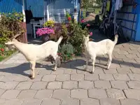 Зааненские породистые козлы, фотография 2