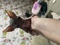 Котята канадского сфинкса, фотография 2