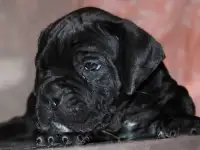 Щенки Кане Корсо