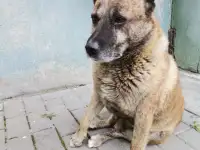Внимание. Найден прекрасный пес. Очень Срочно ищем Дом!, фотография 4