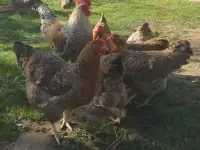 инкубационное яйцо кур Билефельдер, фотография 3