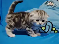 Котята мраморята, фотография 3