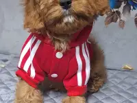 Кавапу