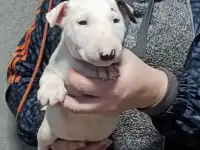 Бультерьера щенки
