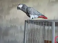 клетка для большого попугая, фотография 4